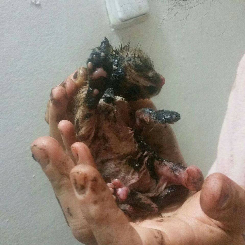 אחד הגורים במרפאה וטרינרית, מנסים להציל את חייו (צילום: פייסבוק)